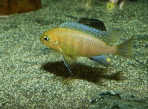 Tropheops macrophthalmus Arten